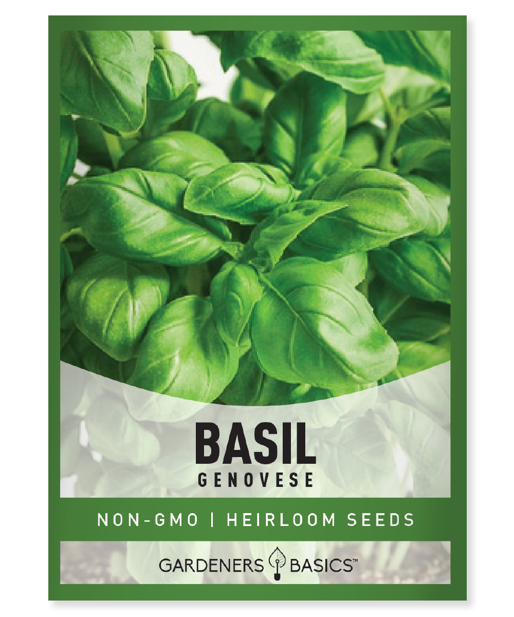 Genovese Basil Seeds – Gardeners Basics