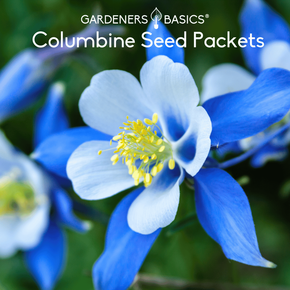 Grow Enchanting Columbines: A Guide to Planting Columbine Seeds ...