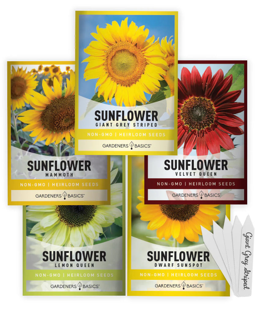 Grow Towering Sunflowers – 5 Variety Starter Kit with Pots, Soil & Instructions