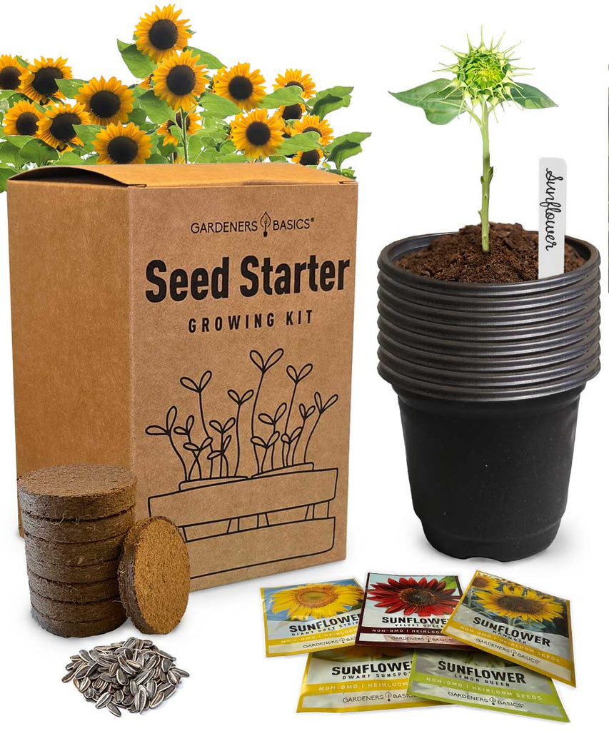 5 Sunflower Seed Starter Kit – Grow Giant & Mammoth Sunflowers from Seed