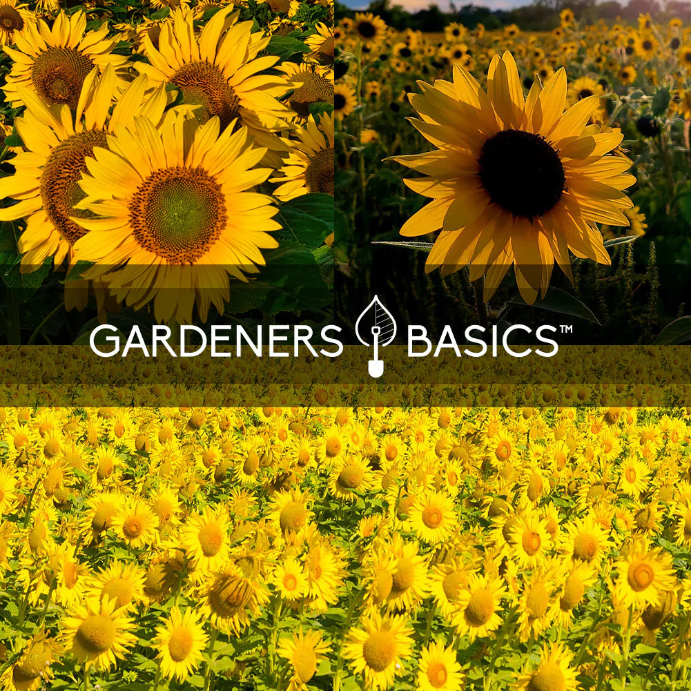 Sunflower Seed Starter Kit – 5 Varieties for a Stunning Pollinator Garden