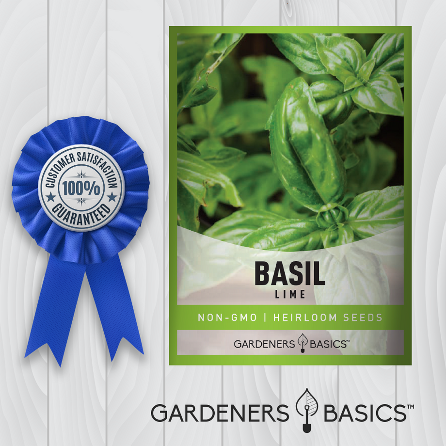 Lime Basil Seeds Gardeners Basics