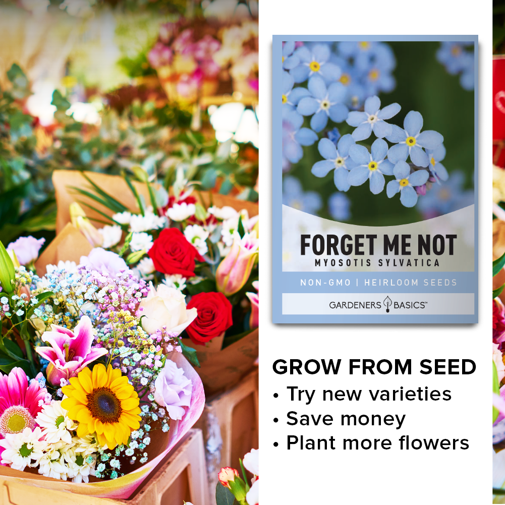 Forget-Me-Not: How to Plant and Grow Forget-Me-Not Flowers