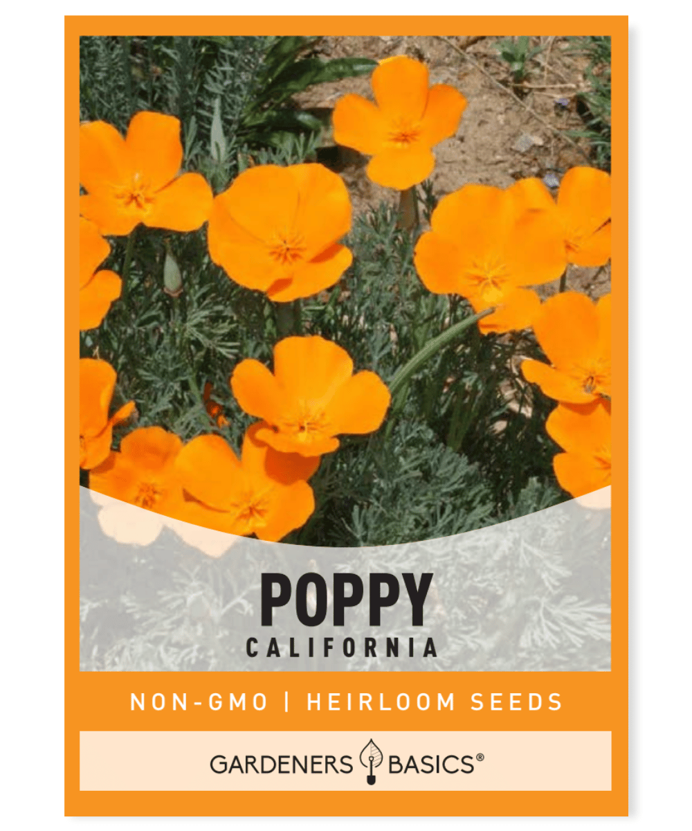 California Poppy Seeds
