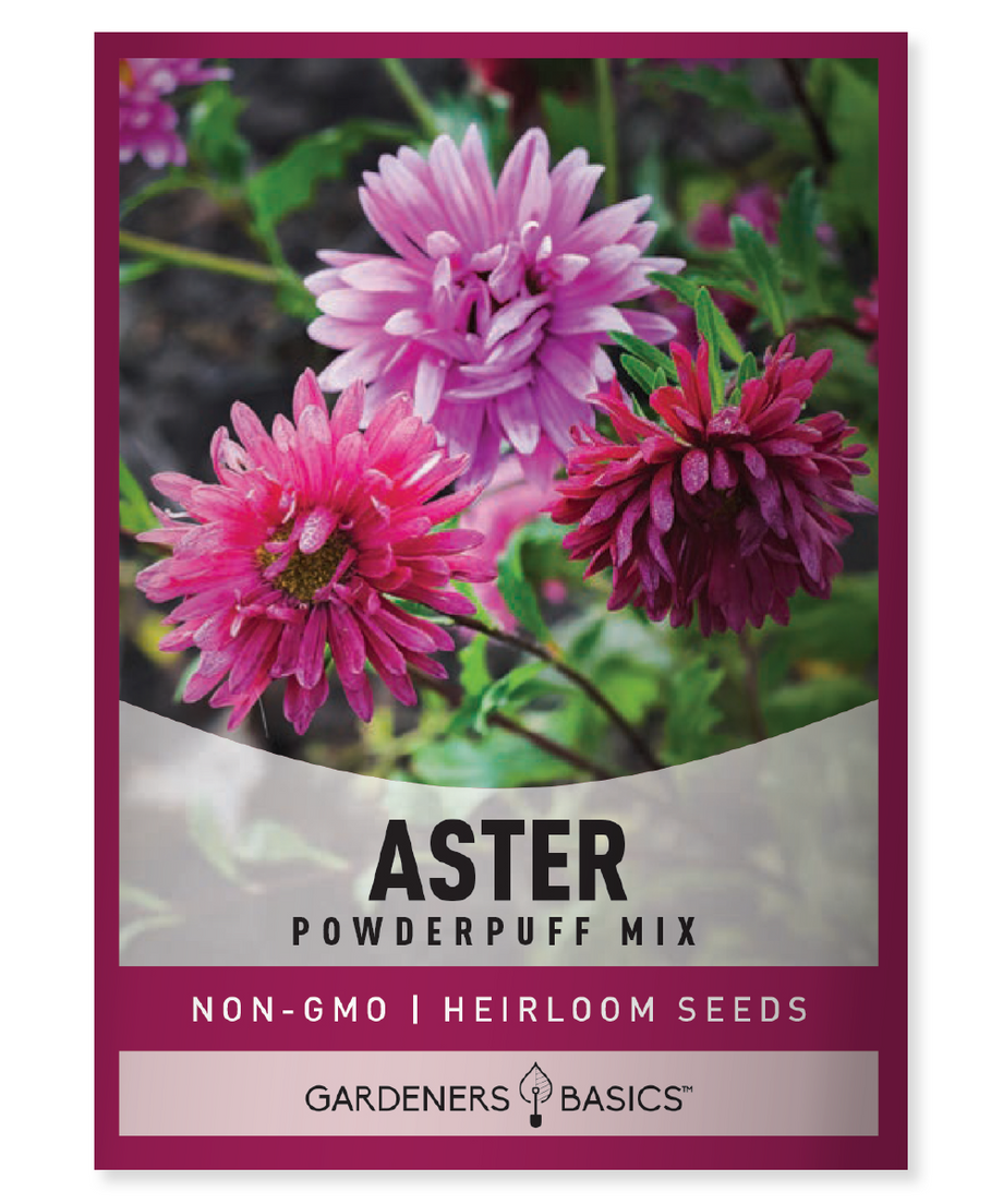 Aster, Powder Puff Mixed Colors
