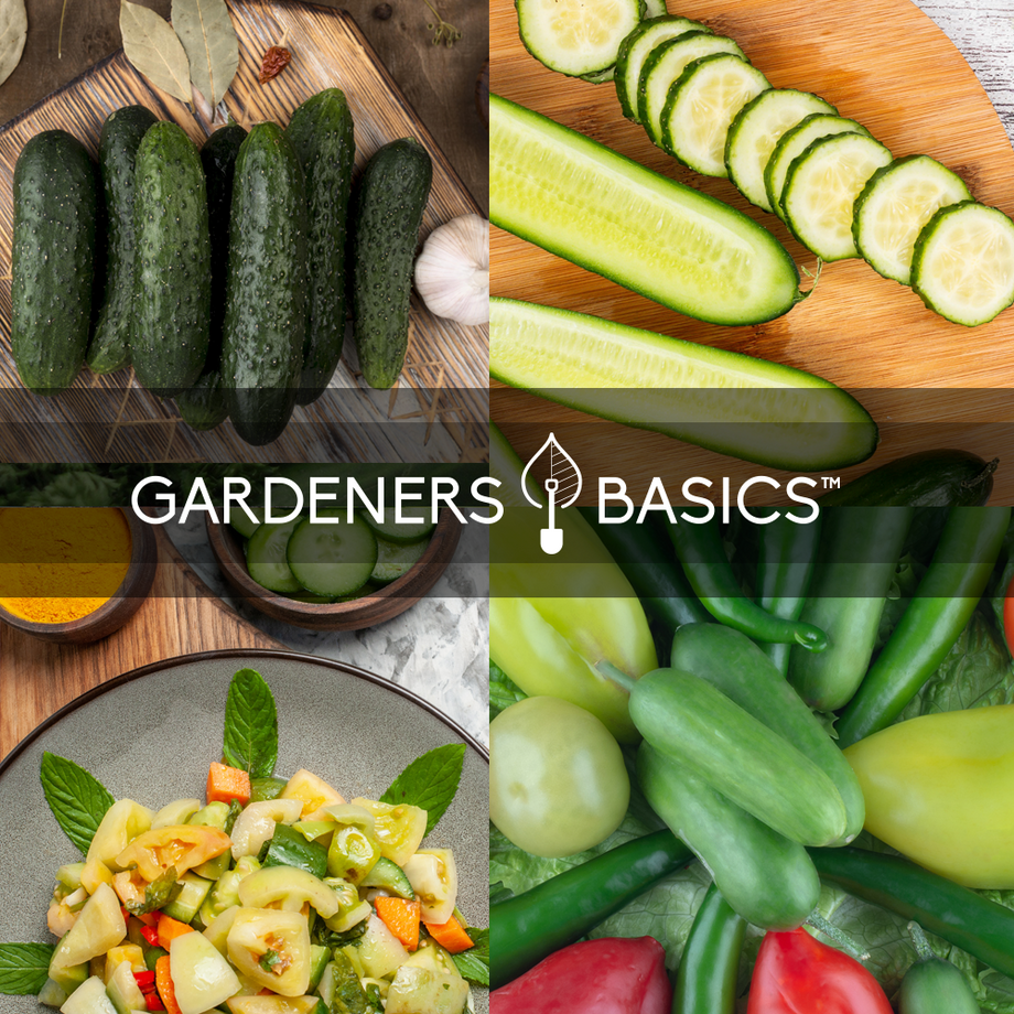 https://www.gardenersbasics.com/cdn/shop/products/CucumberSeed_460x@2x.png?v=1682211380