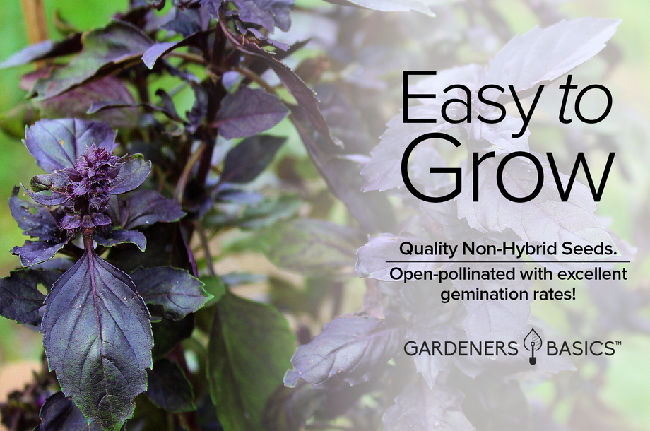 Dark Opal Basil Seeds Gardeners Basics