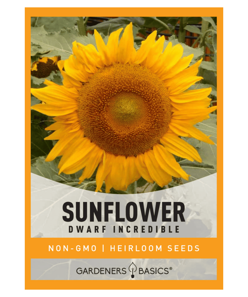 Dwarf Incredible Sunflower Seeds for Planting - Flowers for Gardens ...