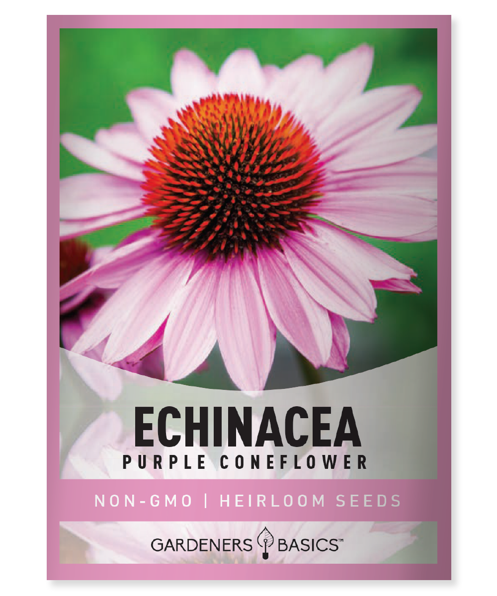 Echinacea Purple Coneflower Seeds Attract Pollinators To Your Garden ...