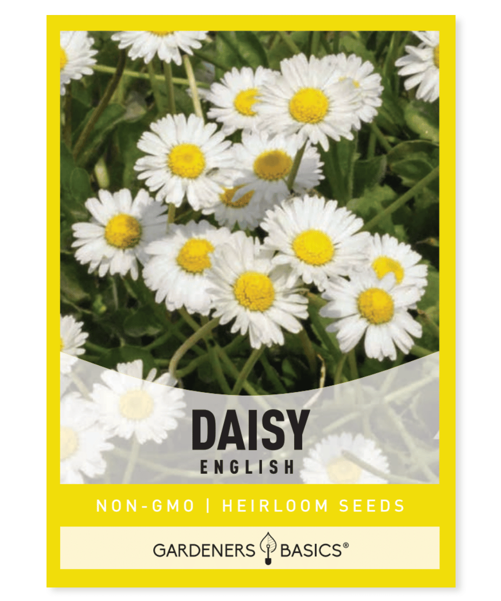 White English Daisy Seeds for Planting - Grow This Quality Flower Seed ...