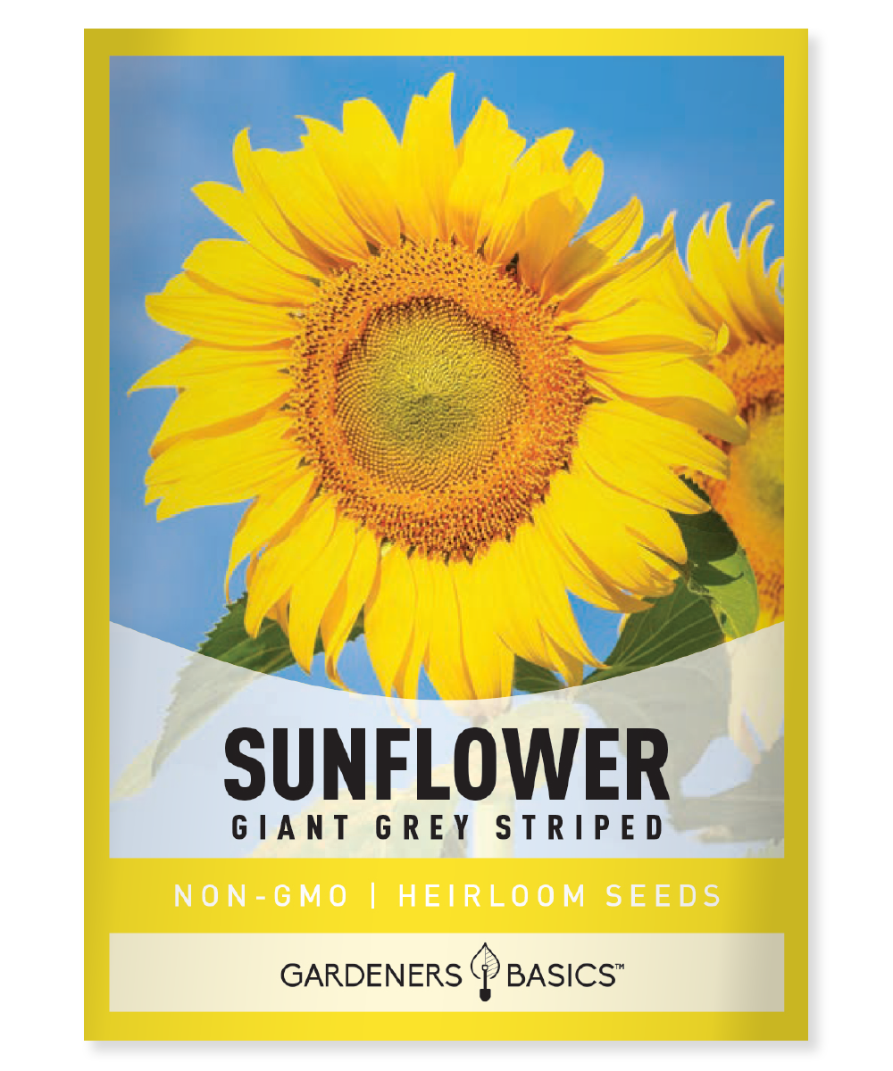 Grey Stripe Sunflower Seeds for Planting - Mammoth Sunflowers Garden ...