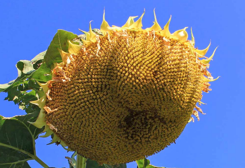 Mongolian Giant Sunflower Seeds for Sale Large Beauty For Your Garden ...