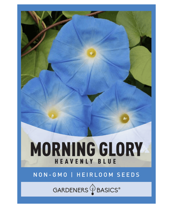 heavenly blue morning glory seed pod