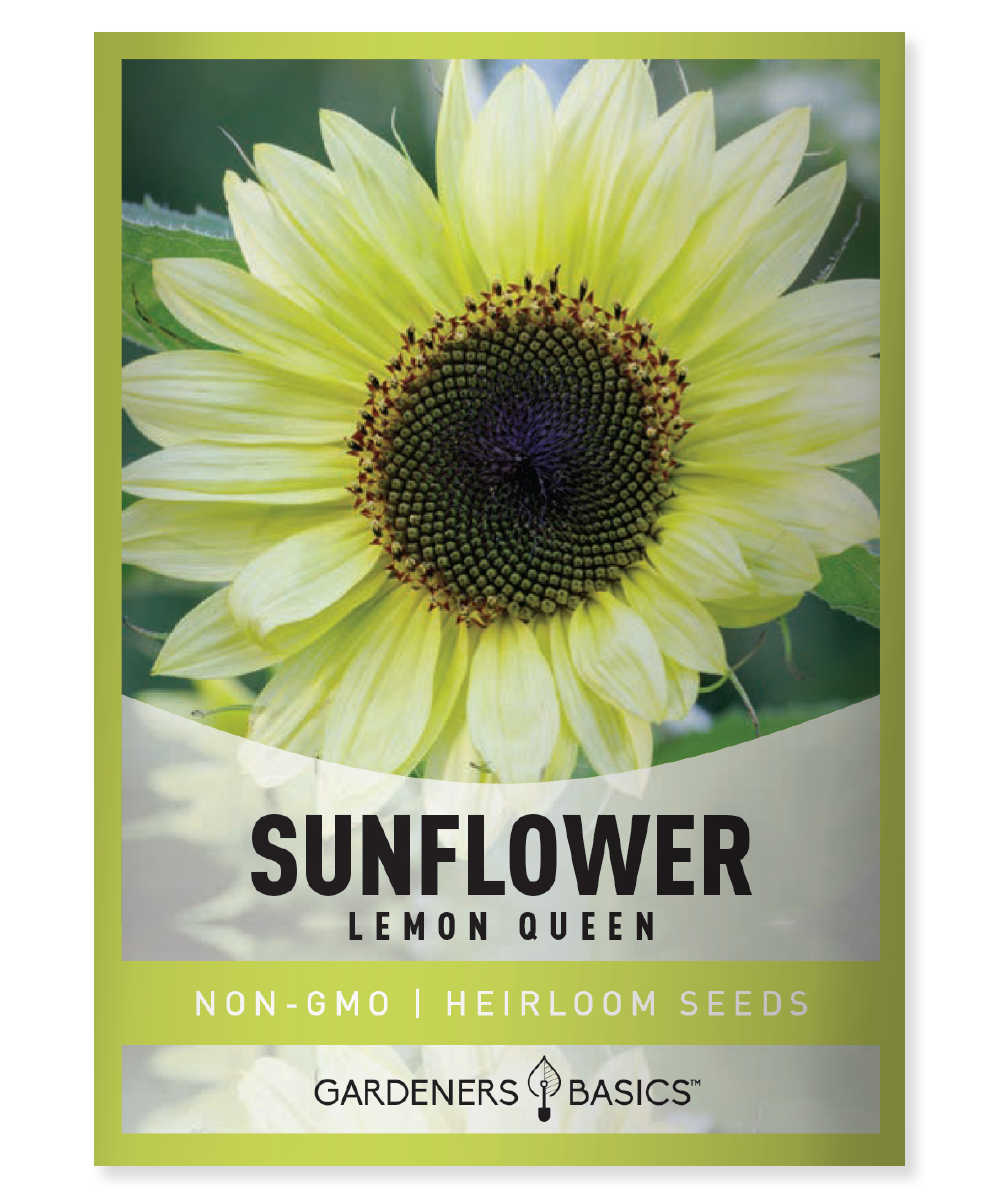 Lemon Queen Sunflower Seeds for Sale Splash of Sunshine to Your Garden ...