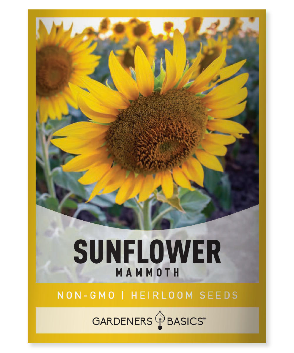 Mammoth Sunflower Seeds For Sale – Grow Majestic Giants in Your Garden ...