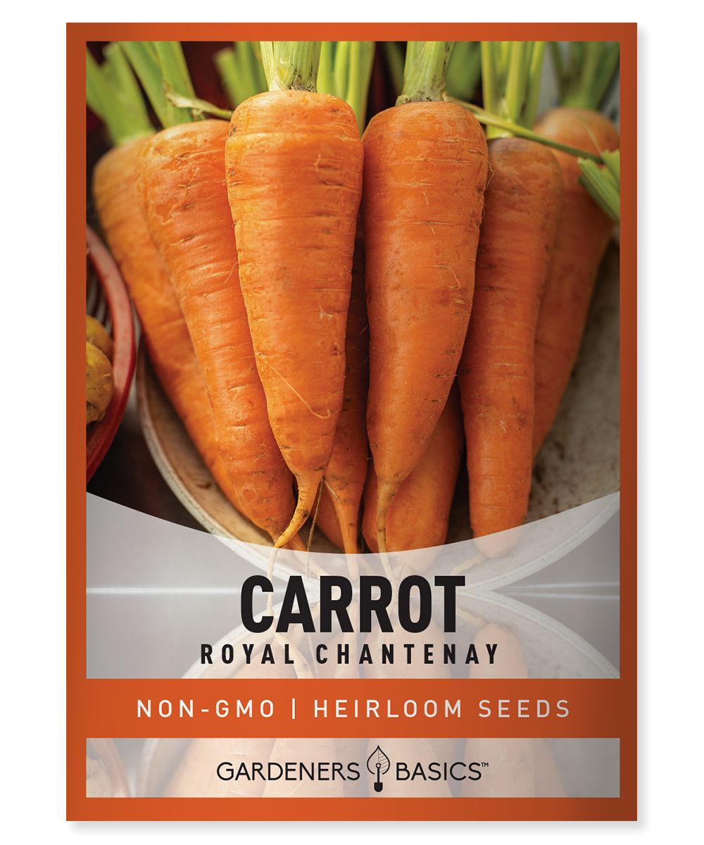 Royal Chantenay Carrot Seeds For Planting: Color & Exceptional Flavor ...