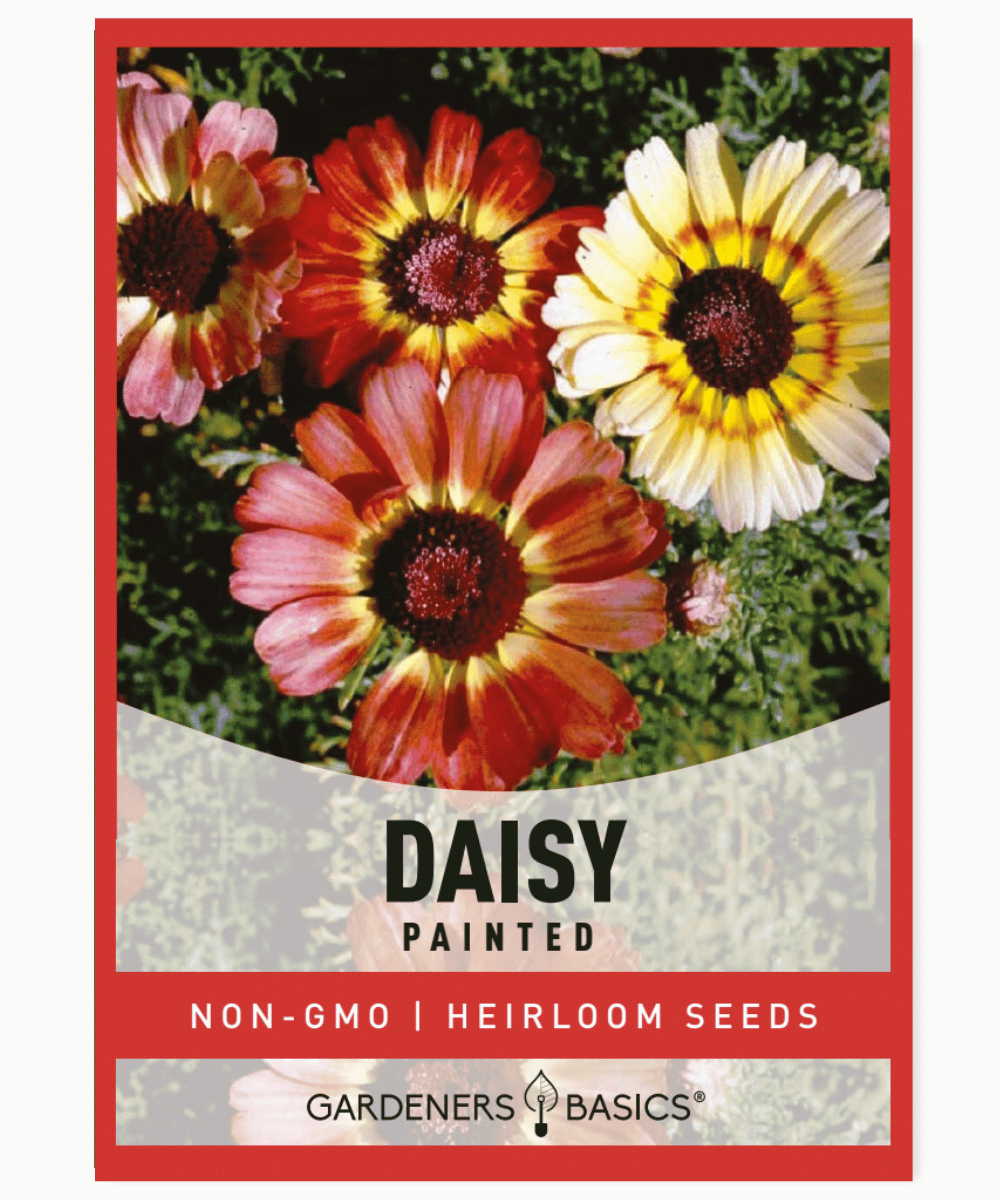 Survival Garden Seeds Flower 8 Pack - Calendula, Chamomile, Shasta Daisy, Echinacea (Coneflower), Marigold, Morning Glory, Nasturtium, Zinnia - Full