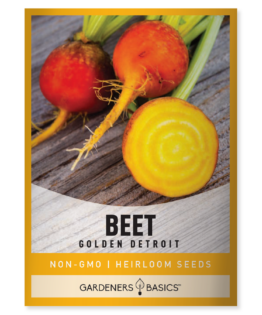 Health benefits 2024 of golden beets