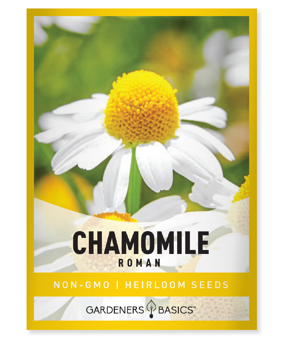 Roman Chamomile Essential Oil Organic - Anthemis Nobilis