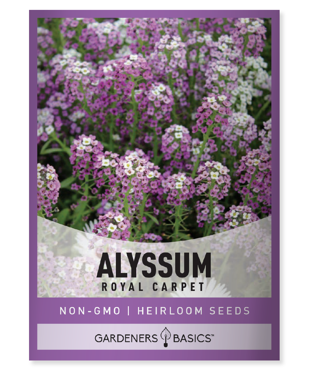 Royal Carpet Dwarf Sweet Alyssum Seeds – Gardeners Basics