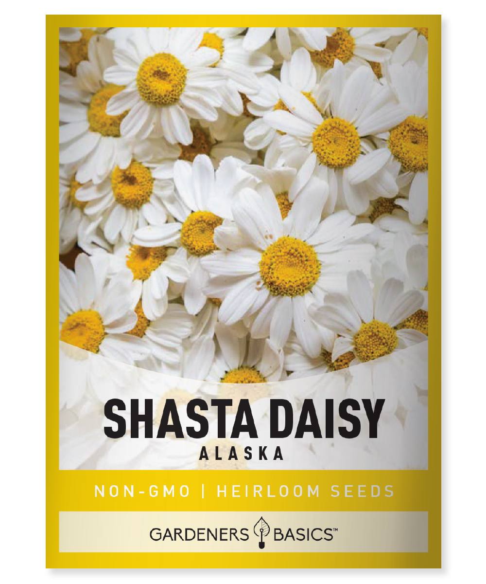 Alaska Shasta Daisy Seeds for Planting - Bring Sunshine to Your Garden ...