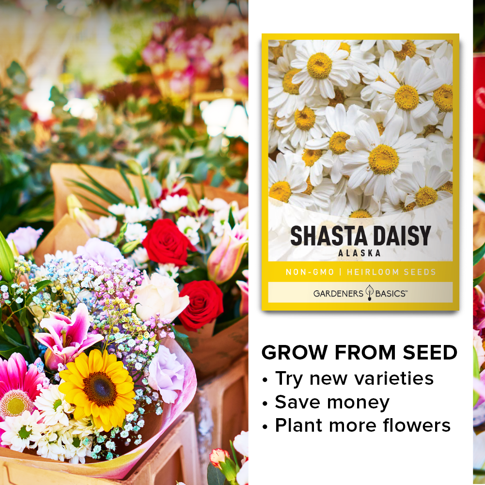 Grow Shasta Daisies for Cheerful Bouquets