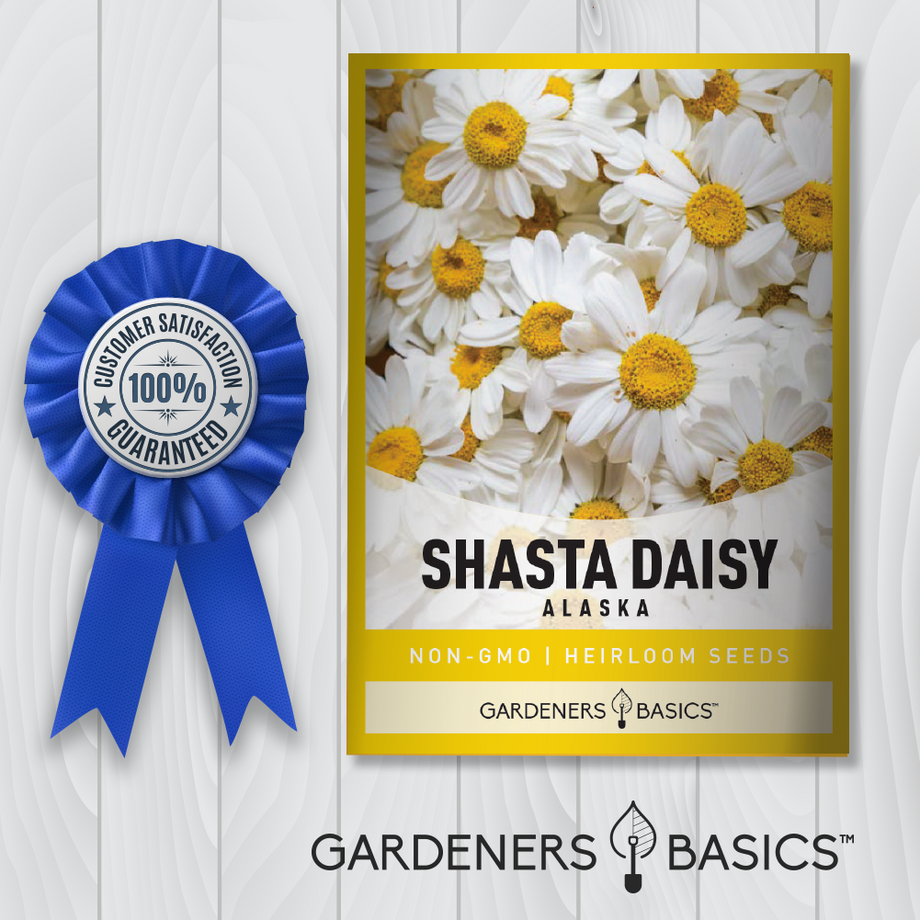 Shasta Daisy – Mary's Heirloom Seeds
