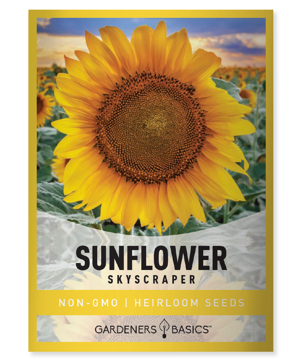 Skyscraper Sunflower Seeds for Sale: Grow Tall Beauties in Your Garden ...