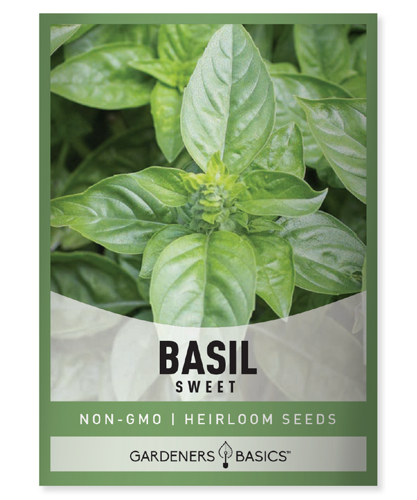 How To Grow Sweet Basil From Seed Gardeners Basics