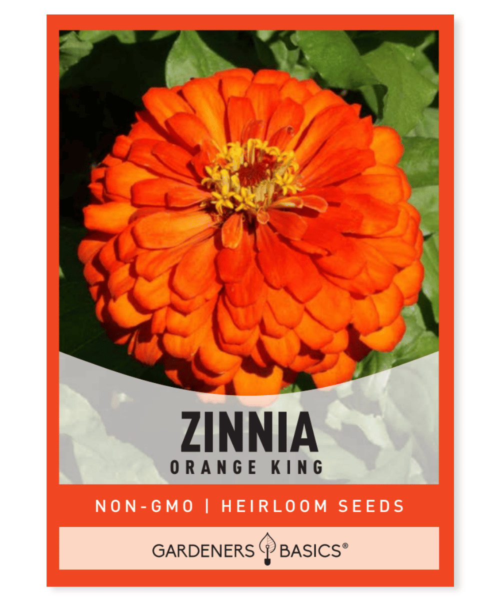 Zinnia Orange King Seeds For Sale At Gardeners Basics