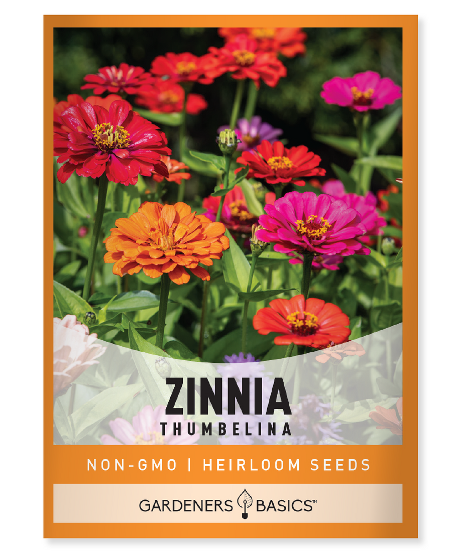 Zinnia Thumbelina Seeds for Planting in Your Home Flower Beds